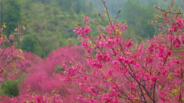 韶關3天團·《峪見•櫻花+天空之城》 “千畝浪漫櫻花田”~新豐櫻花峪 +《天空之城》嶺南紅葉世界