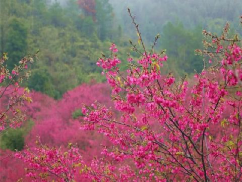 韶關3天團·《峪見•櫻花+天空之城》 “千畝浪漫櫻花田”~新豐櫻花峪 +《天空之城》嶺南紅葉世界