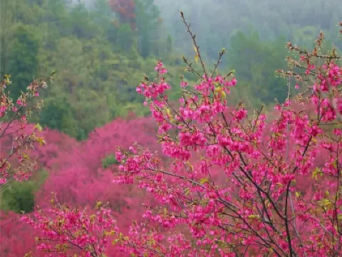 韶關3天團·《夢幻星空祕景~獨立別墅星空玻璃房》《峪見•櫻花+天空之城》 新豐櫻花峪 +嶺南紅葉世界 韶關3天團·《夢幻星空祕景~獨立別墅星空玻璃房》《峪見•櫻花+天空之城》 新豐櫻花峪 +嶺南紅葉世界