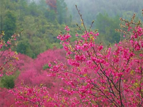韶關3天團·《峪見•櫻花+天空之城》 “千畝浪漫櫻花田”~新豐櫻花峪 +《天空之城》嶺南紅葉世界