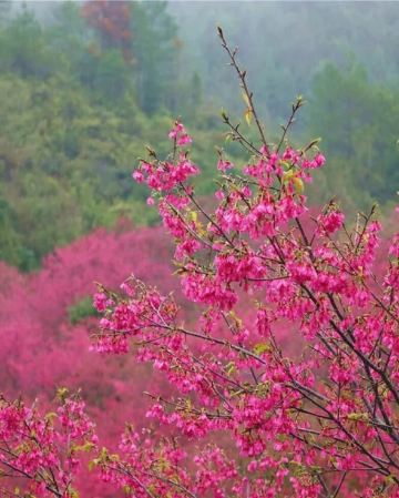 韶關3天團·《夢幻星空祕景~獨立別墅星空玻璃房》《峪見•櫻花+天空之城》 新豐櫻花峪 +嶺南紅葉世界