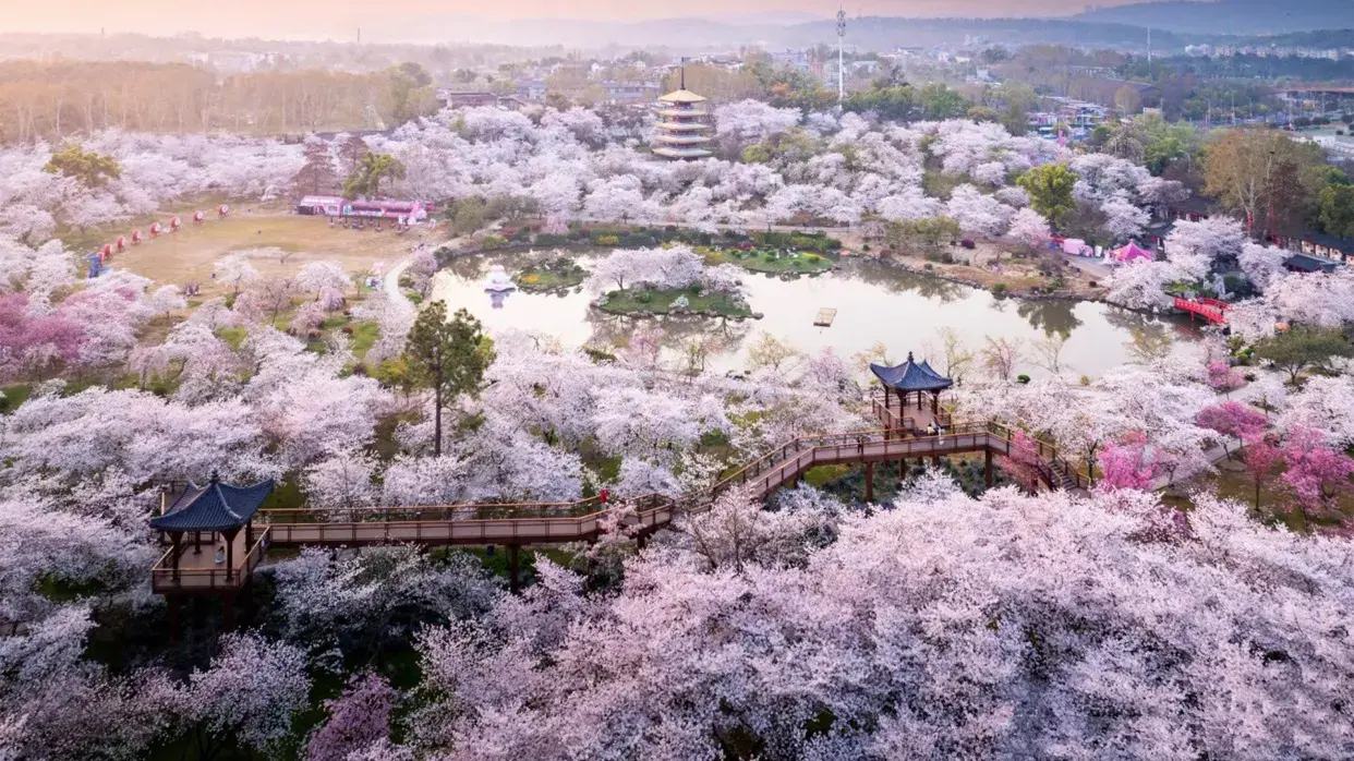 武漢東湖櫻花園