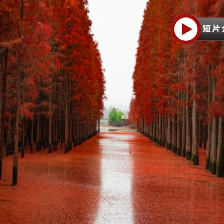 楓紅杏黃‧鄂湘聯遊~武漢、隨州、荊州、岳陽6天賞秋純玩高鐵團 隨州千年銀杏谷、錢沖古銀杏國家森林公園、東湖落雁景區+圍爐煮茶、仙桃夢裡水鄉(包乘畫舫)、文華學院紅楓林、永安包船荊州護城河畫舫夜遊