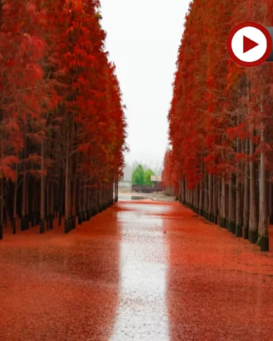 楓紅杏黃‧鄂湘聯遊~武漢、隨州、荊州、岳陽6天賞秋純玩高鐵團 隨州千年銀杏谷、錢沖古銀杏國家森林公園、東湖落雁景區+圍爐煮茶、仙桃夢裡水鄉(包乘畫舫)、文華學院紅楓林、永安包船荊州護城河畫舫夜遊