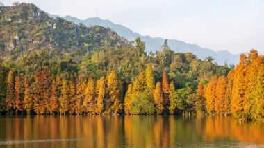 肇慶3天團·冬日戀歌~七星巖落羽杉林+踏春桃花島 新春祈福鼎湖山 船遊星湖濕地公園 兩晚連住~肇慶泊隱酒店