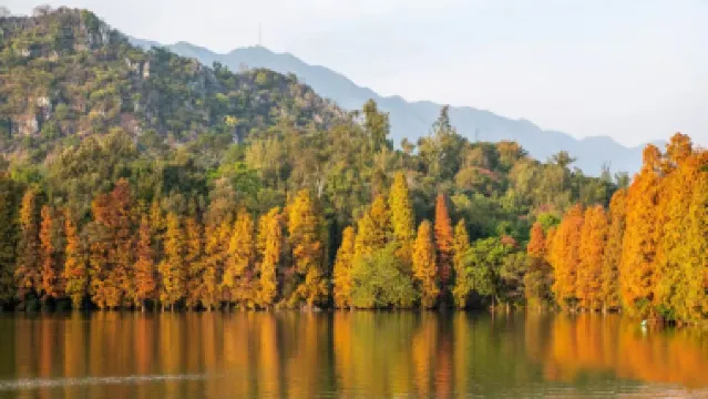 肇慶3天團·冬日戀歌~七星岩落羽杉林+踏春桃花島 新春祈福鼎湖山 船遊星湖濕地公園 兩晚連住~肇慶泊隱酒店