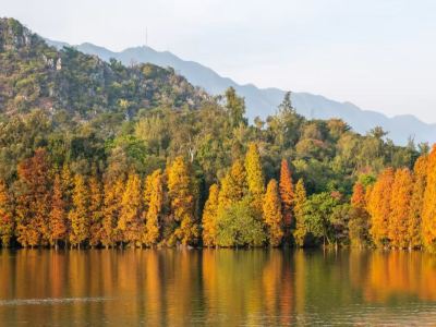 肇慶3天團·冬日戀歌~七星巖落羽杉林+踏春桃花島 新春祈福鼎湖山 船遊星湖濕地公園 兩晚連住~肇慶泊隱酒店