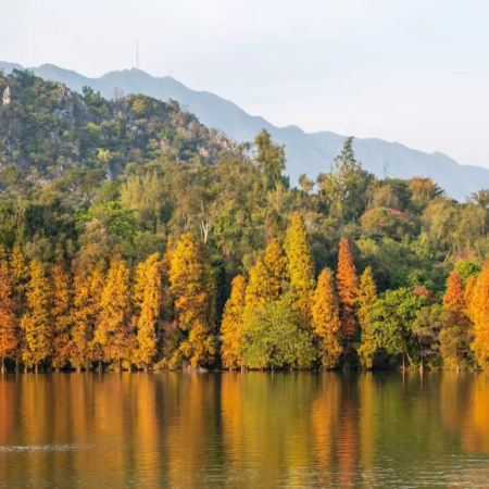 肇慶3天團·冬日戀歌~七星巖落羽杉林+踏春桃花島 新春祈福鼎湖山 船遊星湖濕地公園 兩晚連住~肇慶泊隱酒店