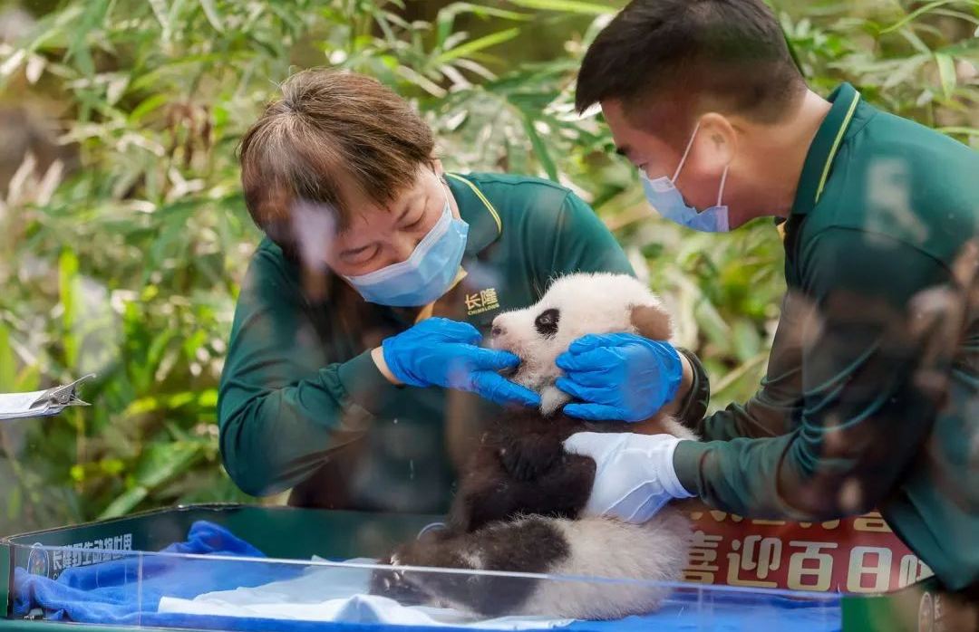 廣州長隆野生動物園