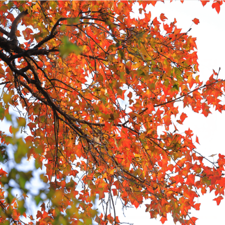 中山+江門2天團·《平玩》 「楓」景如畫 深秋紅葉「圭峰山風景區」 【翅湯過橋脆肉鯇(位上)+鮑汁麵包花菇(位上)】【足料太史燴蛇羹+鹽焗蛇碌宴】【金鐘罩嶺南荔香燒鵝宴】保證入住江門曼陀倫智能酒店