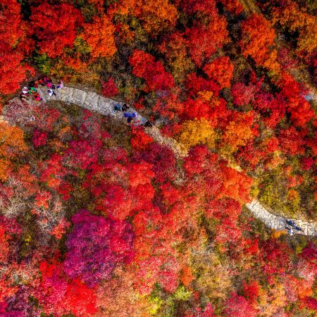 新豐+翁源3天團·《雲端賞楓》 嶺南紅葉世界觀賞秋楓  廣東“小布達拉宮”「東華禪寺」 【雲髻山灌湯燒鵝+金秋大閘蟹(每人一隻)】