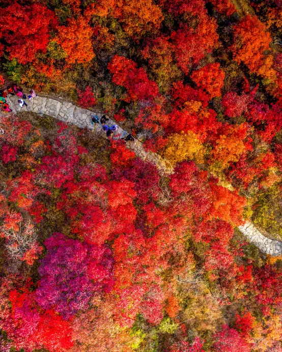 新豐+翁源3天團·《雲端賞楓》 嶺南紅葉世界觀賞秋楓 廣東“小布達拉宮”「東華禪寺」 【雲髻山灌湯燒鵝+金秋大閘蟹(每人一隻)】