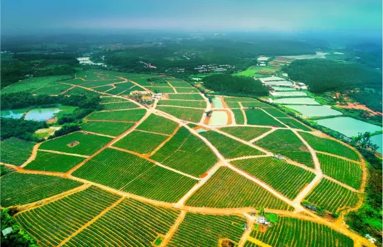 璦露德瑪蘆薈莊園