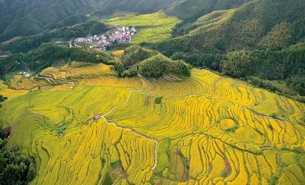 歐家金穗梯田