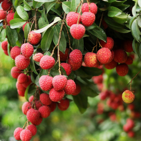 湛江+茂名3天團·《佳果季》任摘任食當季荔枝或龍眼     連續2晚保證入住國際品牌~茂名電白華美達酒店