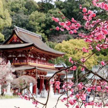 鹿兒島市+宮崎市+福岡7天團·春日溫泉之旅  「初春賞梅賞櫻 」及「米芝蓮景點推介」太宰府～天滿宮、賞櫻名所(由布院溫泉街、仙巖園、「日本三大名城」熊本城、水前寺公園)、金鱗湖、馬背斷崖絕壁玻璃展望台、九州鐵道紀念館、4晚溫泉酒店