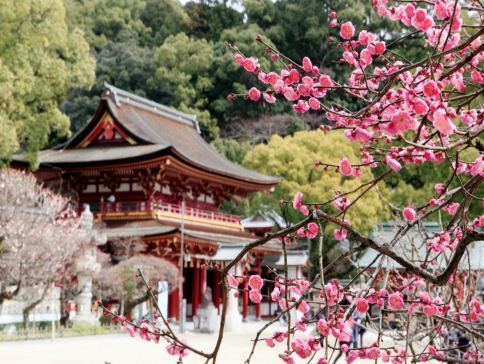 鹿兒島市+宮崎市+福岡7天團·春日溫泉之旅 「初春賞梅賞櫻 」及「米芝蓮景點推介」太宰府~天滿宮、賞櫻名所(由布院溫泉街、仙巖園、「日本三大名城」熊本城、水前寺公園)、金鱗湖、馬背斷崖絕壁玻璃展望台、九州鐵道紀念館、4晚溫泉酒店