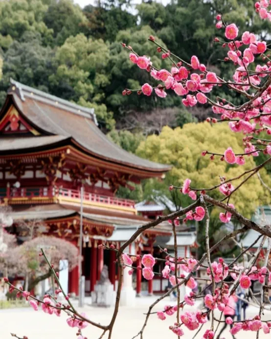 鹿兒島市+宮崎市+福岡7天團·春日溫泉之旅  「初春賞梅賞櫻 」及「米芝蓮景點推介」太宰府～天滿宮、賞櫻名所(由布院溫泉街、仙巖園、「日本三大名城」熊本城、水前寺公園)、金鱗湖、馬背斷崖絕壁玻璃展望台、九州鐵道紀念館、4晚溫泉酒店