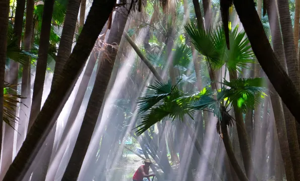 南坦生態葵林 