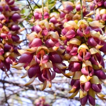 清遠+英德3天團·“嶺南第一洞天”「寶晶宮+天鵝湖遊船+喀斯特地貌湖景玻璃橋」“樹上精靈”“萬雀歸巢”「禾雀花基地」