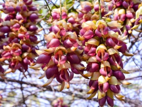 清遠+英德3天團·“嶺南第一洞天”「寶晶宮+天鵝湖遊船+喀斯特地貌湖景玻璃橋」“樹上精靈”“萬雀歸巢”「禾雀花基地」