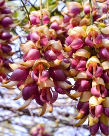 清遠+英德3天團·“嶺南第一洞天”「寶晶宮+天鵝湖遊船+喀斯特地貌湖景玻璃橋」“樹上精靈”“萬雀歸巢”「禾雀花基地」