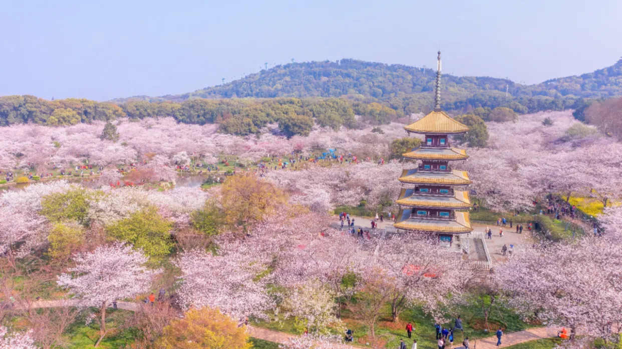 東湖櫻花園(3月10-30日出發遊覽東湖櫻園賞櫻花)