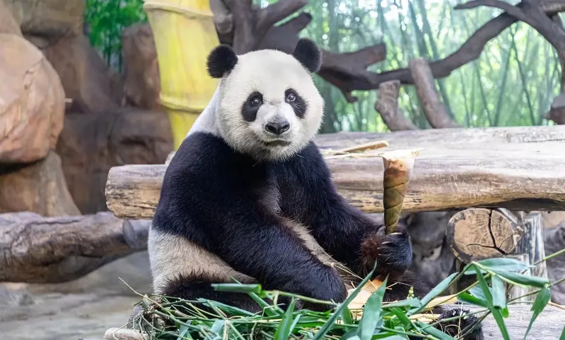 廣州動物園