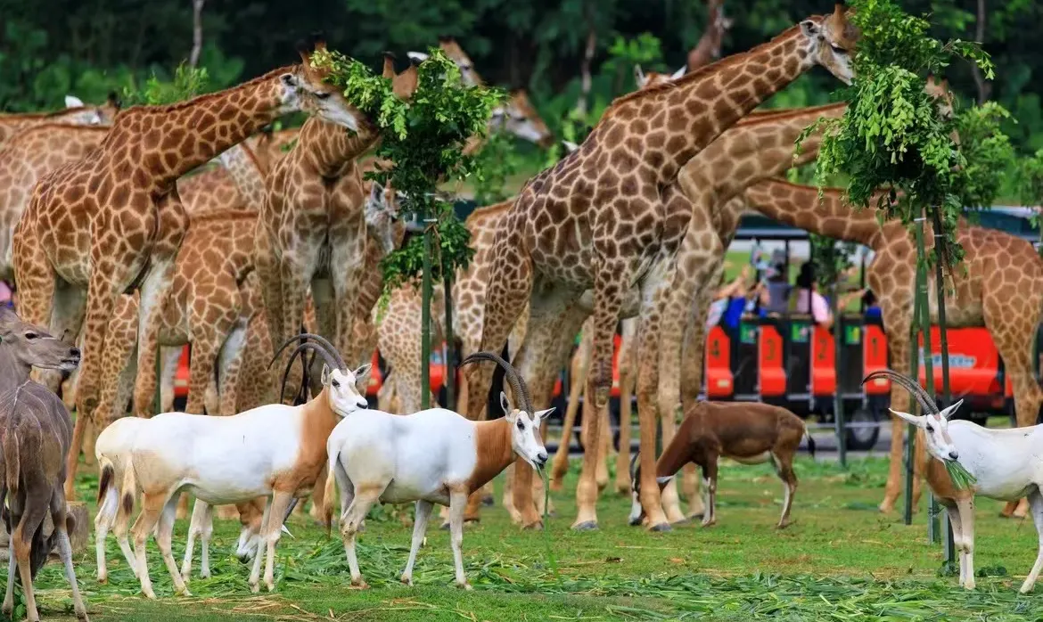 廣州動物園