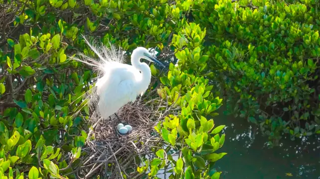 大亞灣紅樹林城市濕地公園