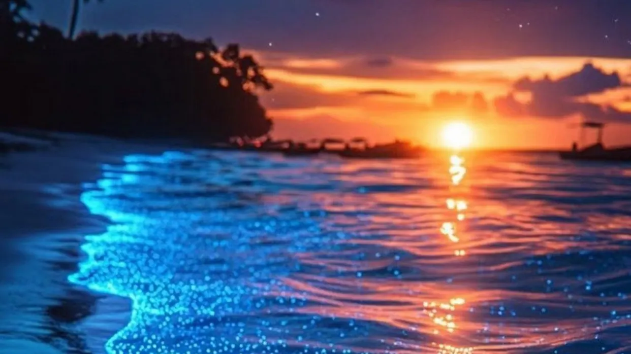 海洋奇觀藍眼淚