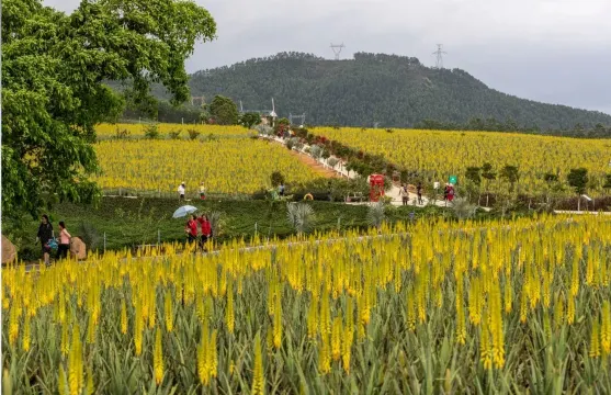 璦露德瑪蘆薈莊園