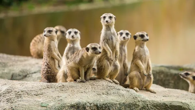 長隆動物園