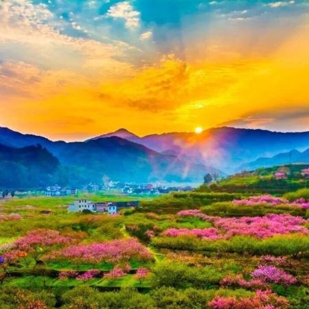 韶關3天團·《花田喜事(櫻花+李花+桃花)》 新豐櫻花峪+ “廣東私藏的小林芝”九峯山花海(李花+桃花)