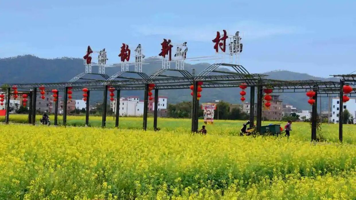 連灘油菜花基地