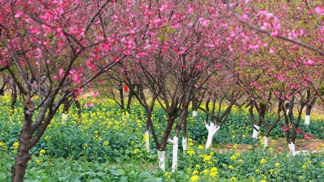 天適櫻花悠樂園