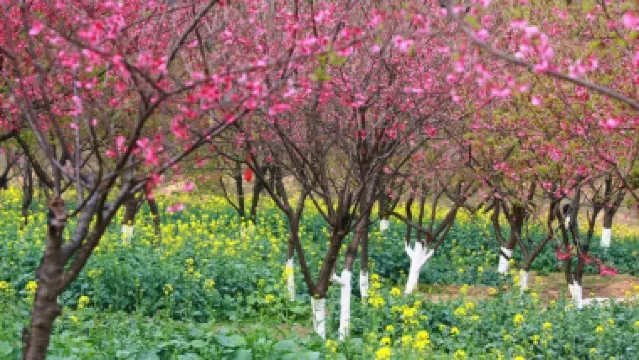 廣州+惠州2天團·《十里繽紛花海·天適櫻花》南崑山竹溪山境温泉酒店 (獨立温泉池客房+無限次浸泡特色温泉)