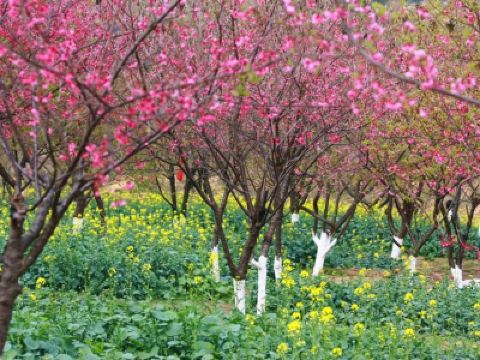 廣州+惠州2天團·《十里繽紛花海·天適櫻花》南崑山竹溪山境温泉酒店 (獨立温泉池客房+無限次浸泡特色温泉)