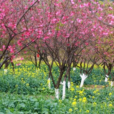 廣州+惠州2天團·《十裏繽紛花海·天適櫻花》南崑山竹溪山境温泉酒店 (獨立温泉池客房+無限次浸泡特色温泉)
