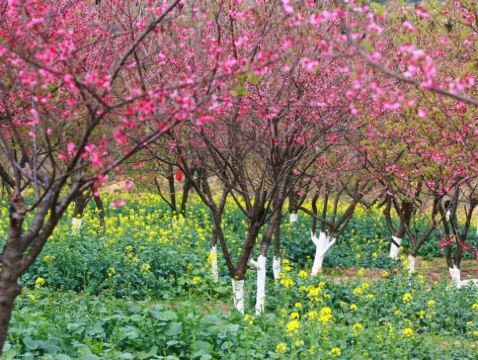 廣州+惠州2天團·《十里繽紛花海·天適櫻花》南崑山竹溪山境温泉酒店 (獨立温泉池客房+無限次浸泡特色温泉)