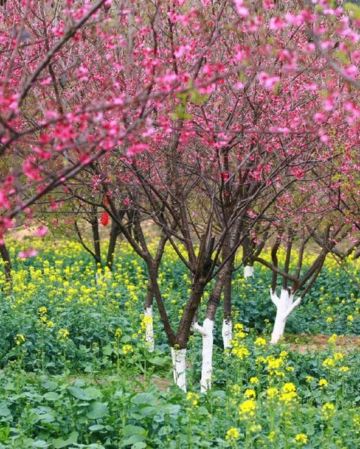 廣州+惠州2天團·《十里繽紛花海·天適櫻花》南崑山竹溪山境温泉酒店 (獨立温泉池客房+無限次浸泡特色温泉)