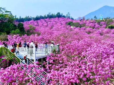 江門2天團·季節限定賞紫花風鈴木 品嘗:深耕數十載~香港老字號米芝蓮星級餐廳~江門首家旗艦店《楓林小館》 江門2天團·季節限定賞紫花風鈴木 品嘗:深耕數十載~香港老字號米芝蓮星級餐廳~江門首家旗艦店《楓林小館》
