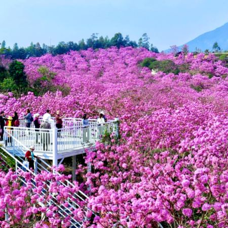 江門2天團·季節限定賞紫花風鈴木 品嘗：深耕數十載~香港老字號米芝蓮星級餐廳~江門首家旗艦店《楓林小館》