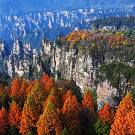張家界+鳳凰古城5天團·秋色峰林、銀杏紅楓~張家界(天門山、袁家界、天子山、十裏畫廊、大庸古城、採摘並品嘗富硒臍橙)、紅石林、鳳凰古城5天純玩高鐵之旅