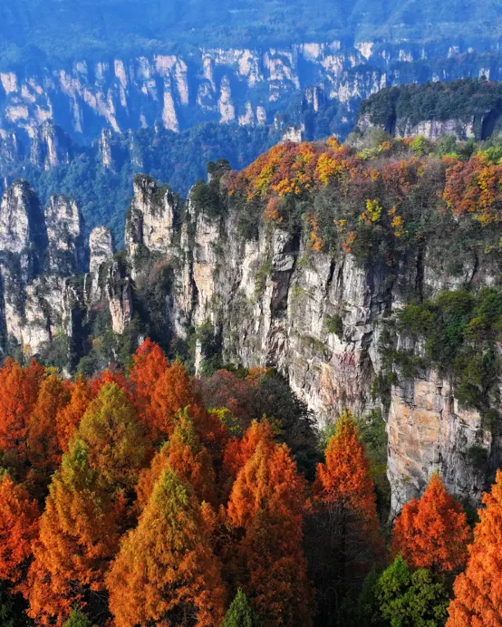 張家界+鳳凰古城5天團·秋色峰林、銀杏紅楓~張家界(天門山、袁家界、天子山、十裏畫廊、大庸古城、採摘並品嘗富硒臍橙)、紅石林、鳳凰古城5天純玩高鐵之旅