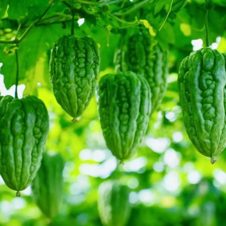 江門2天團·《一年一度杜阮涼瓜節》 全新體驗釣蝦樂趣  保證入住江門江海碧桂園鳳凰酒店