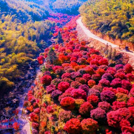 永州3天團·《瀟湘秋韻~十里紅妝》永州絕美秋色「藍山谷風景區」(賞湘江大峽谷千畝紅楓)   中國楓葉之鄉~永州藍山谷十里紅楓林