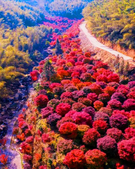永州3天團·《瀟湘秋韻~十里紅妝》永州絕美秋色「藍山谷風景區」(賞湘江大峽谷千畝紅楓)   中國楓葉之鄉~永州藍山谷十里紅楓林 跨省遊