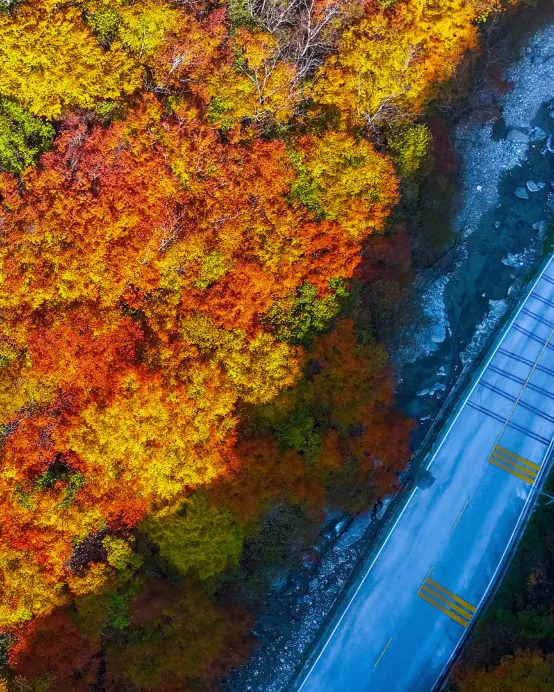 武漢5天團·【5鑽】🍁湖北神農架‧醉美秋景賞紅葉5天純玩高鐵團 🍁《世界自然遺產》神農架(神農頂、天燕、大九湖、紅坪畫廊、官門山)、神農祭壇、武漢文華學院、科幻感懸掛式列車光谷空軌