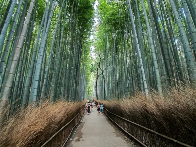 嵐山竹林小徑 嵐山竹林小徑
